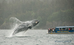 Juneau Whale